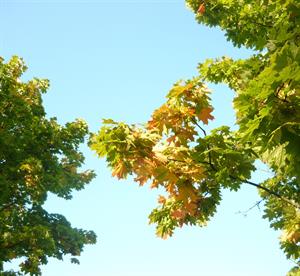 Природа 114.jpg